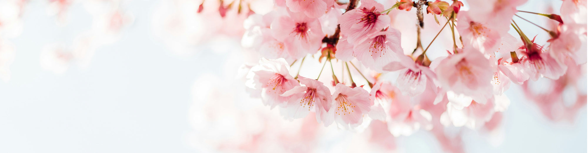 Cerisiers en fleur par Masaaki Komori (unsplash)